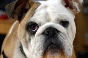 adorable-animal-bulldog-40544 adorable-animal-bulldog-40544