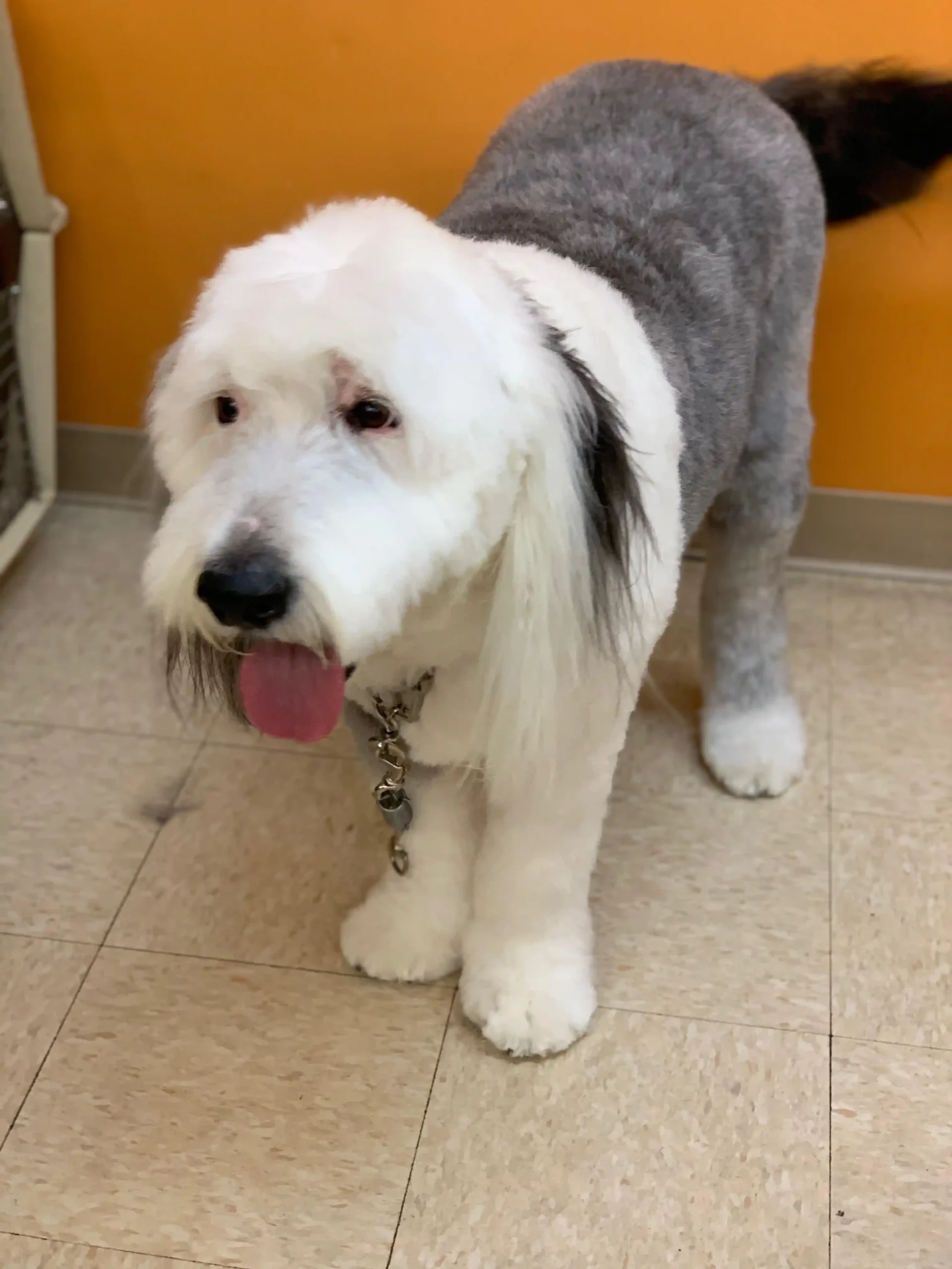 A Grey and White Color Fur Dog After Grooming