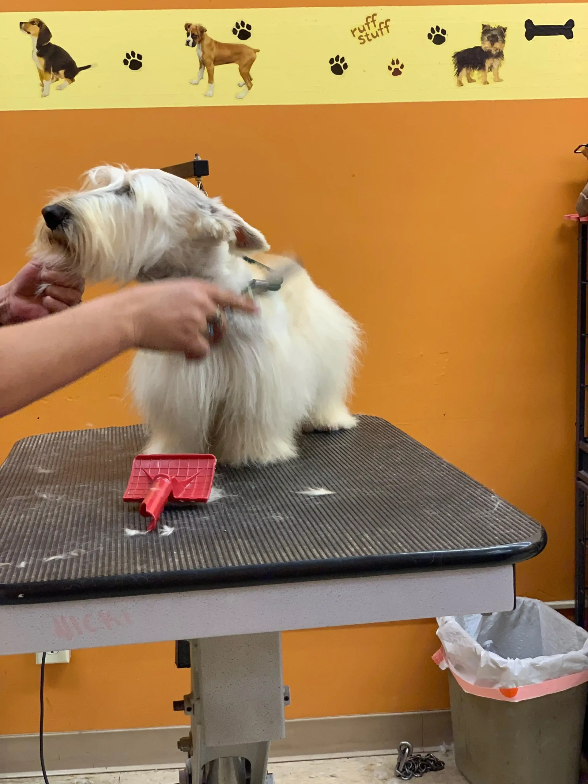 A White Color Fur Dog Grooming Under Progress